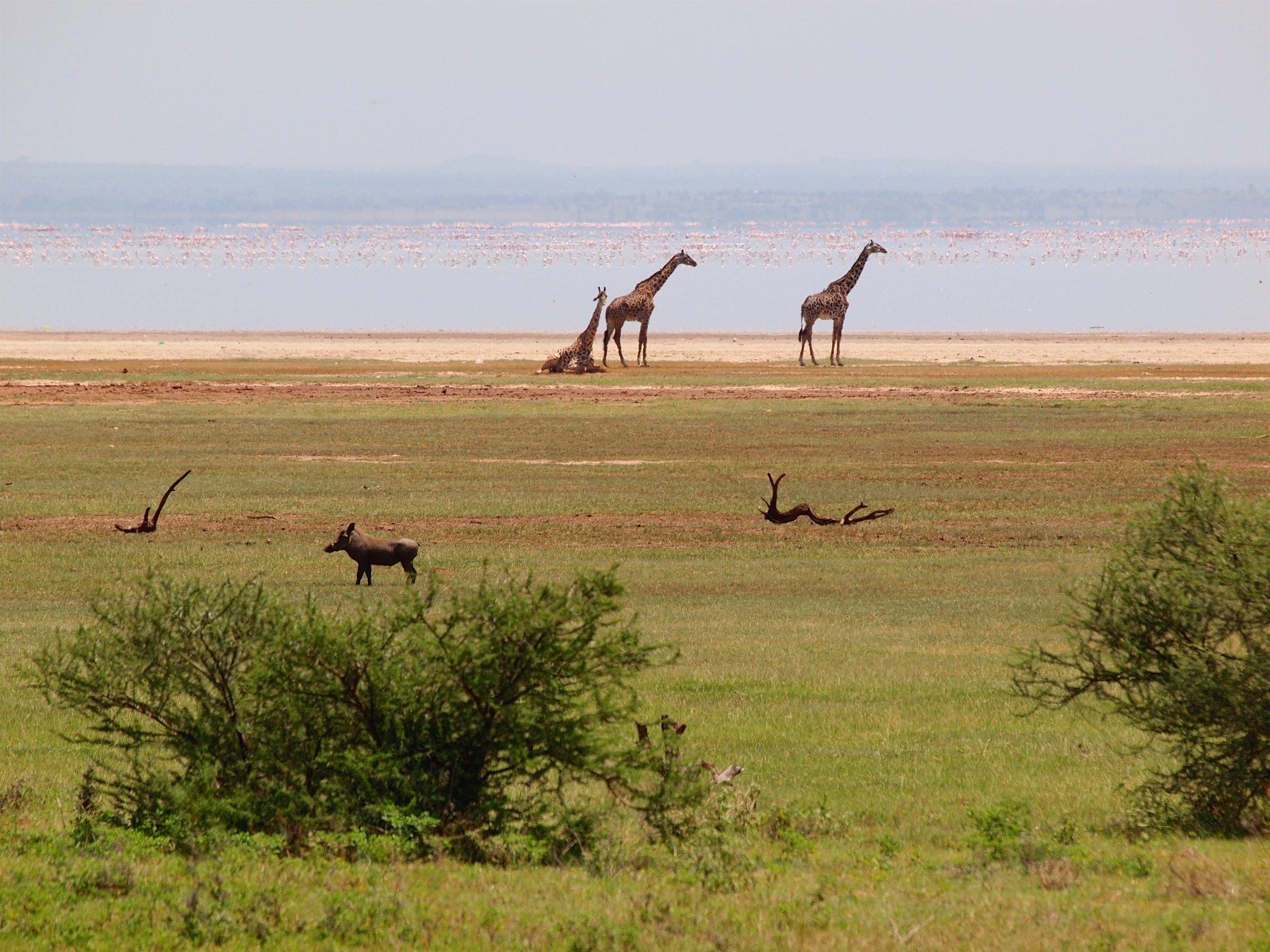 Giraffes and wildlife on the lakeshore of Lake Manyara National Park, Tanzania