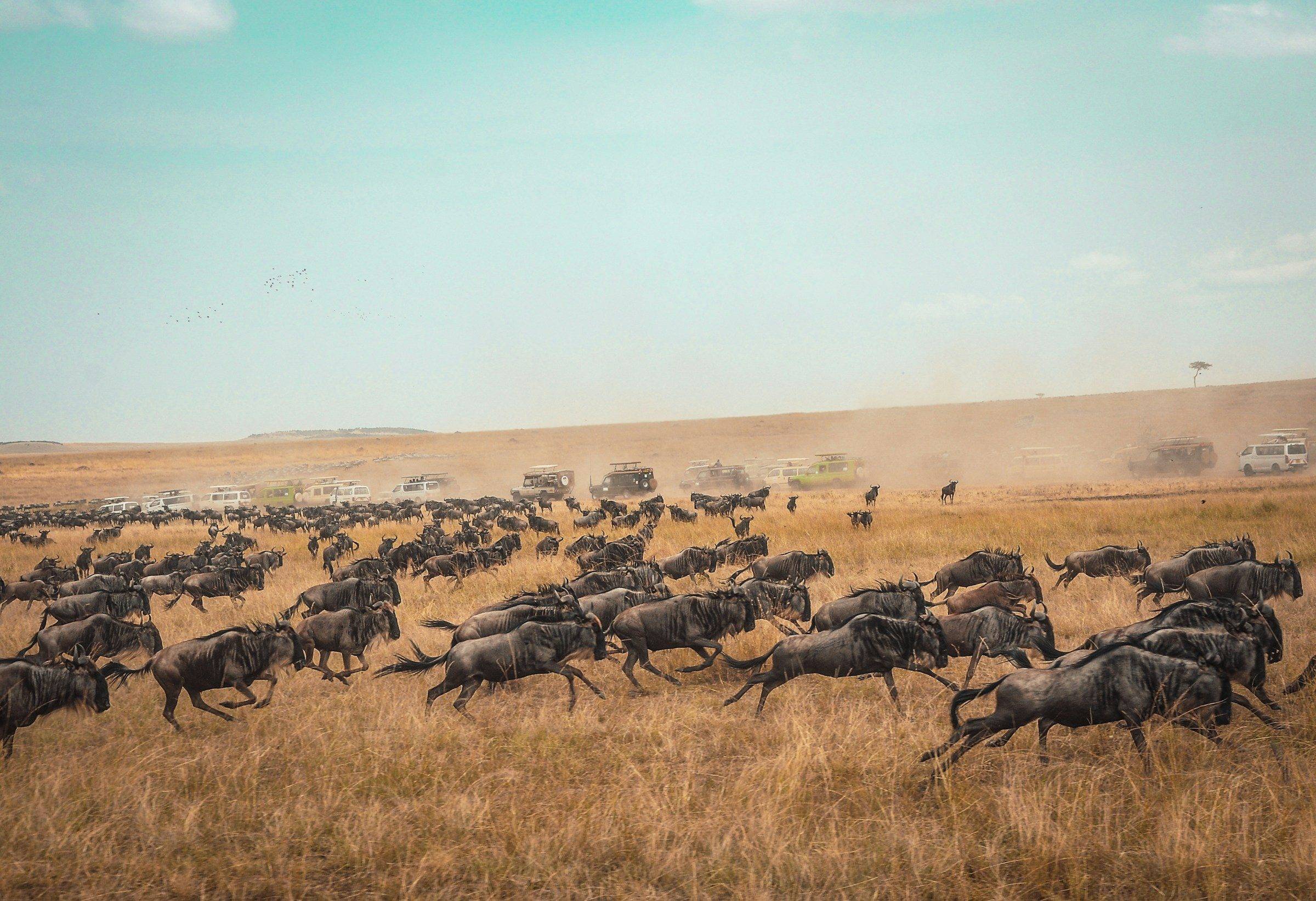 Wildebeest of the Great Migration running across the Serengeti plains, safari vehicles behind