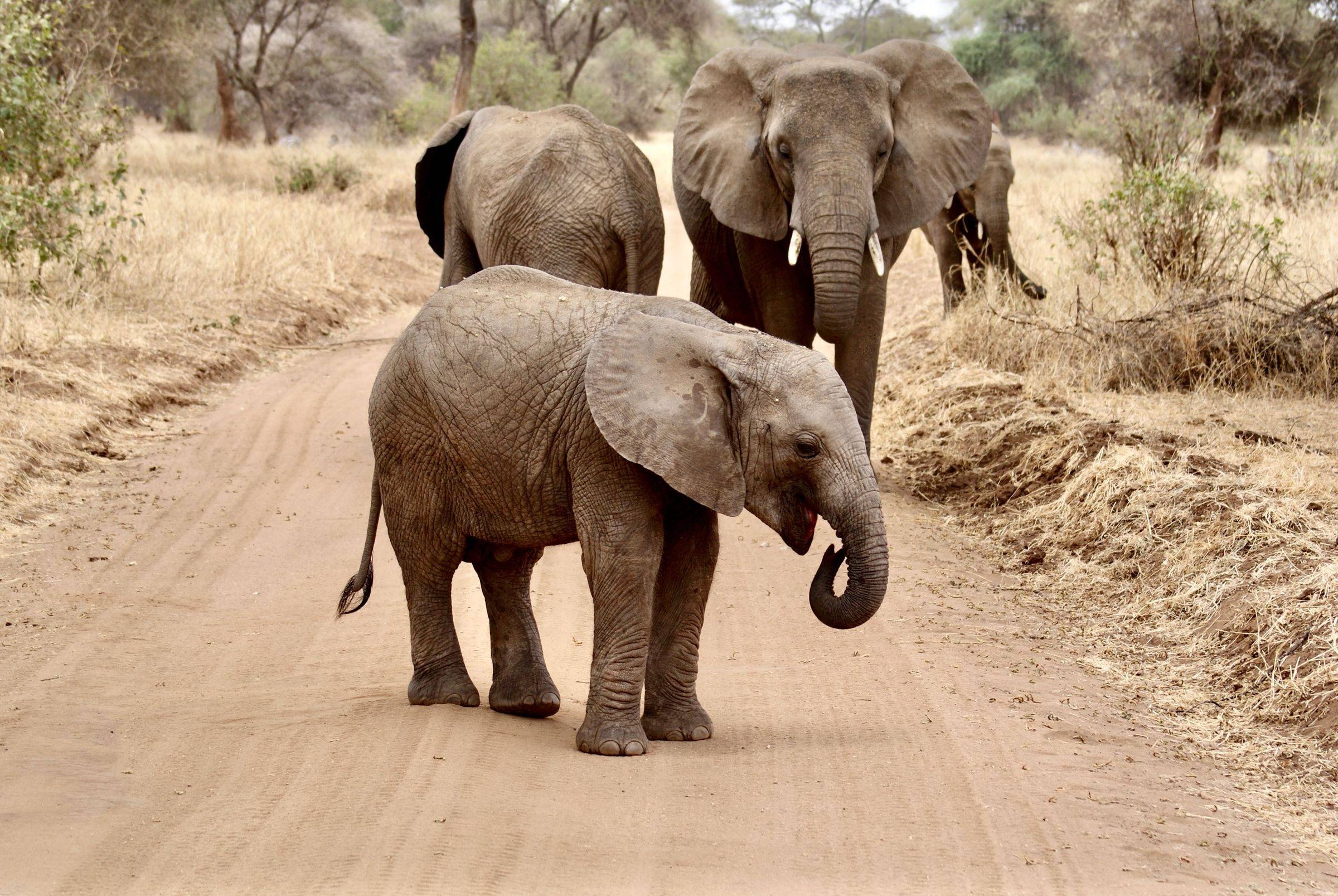 An elephant family walking along a dirt road in Tarangire National Park, Tanzania