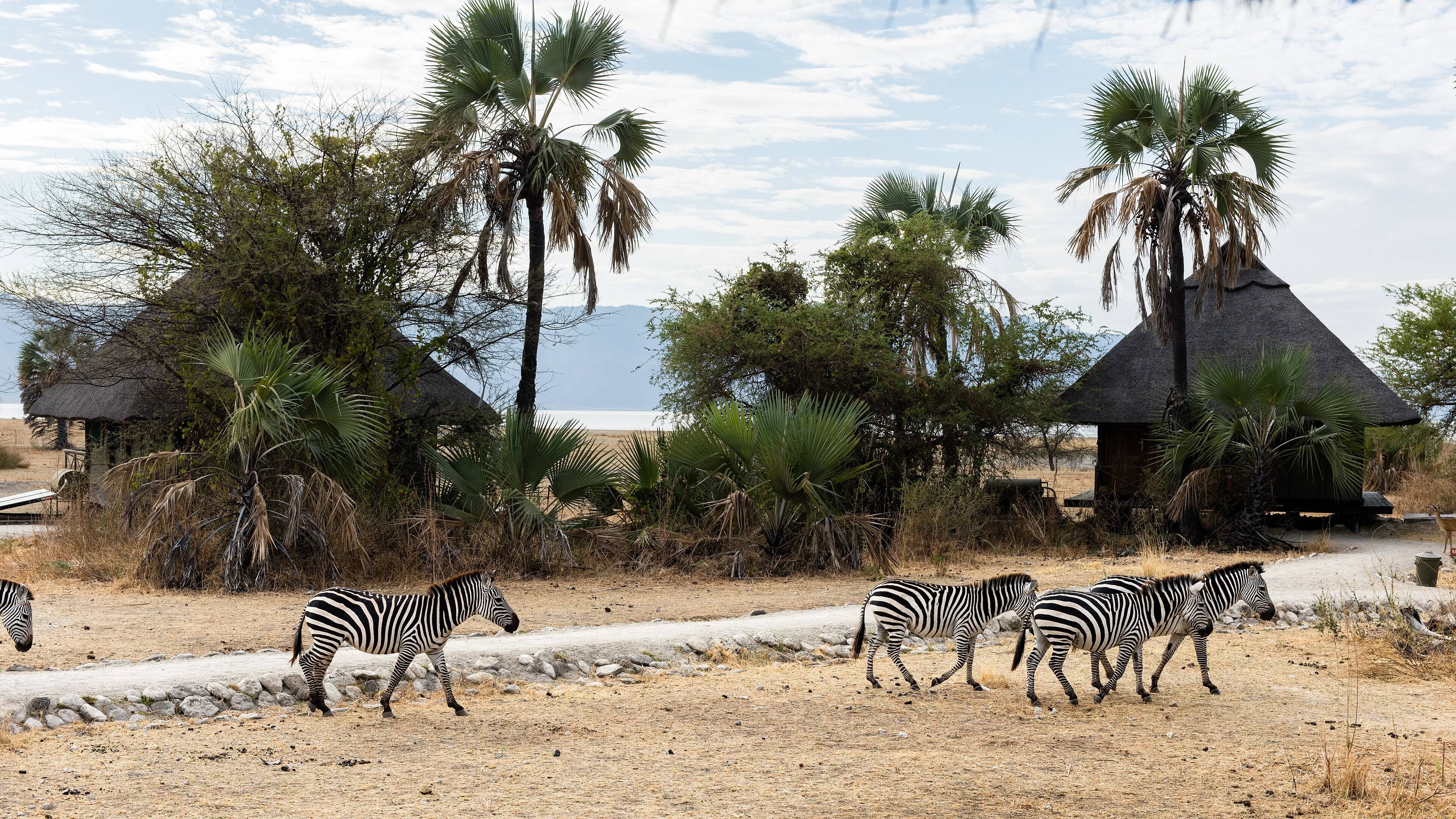 Zebras grazing beside a tented safari camp near Lake Manyara, Tanzania